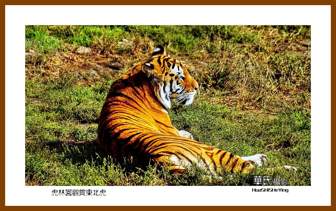 2022东部边境行068——虎林园观赏东北虎之一（黑龙江省牡丹江市海林）