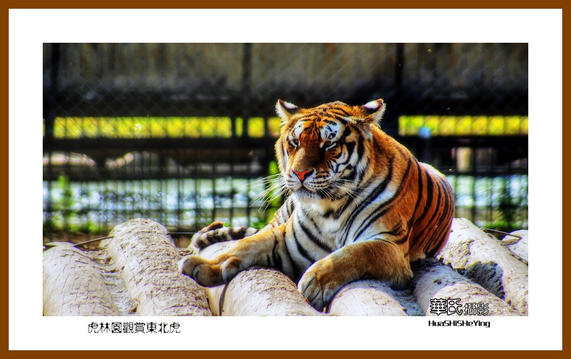 2022东部边境行068——虎林园观赏东北虎之一（黑龙江省牡丹江市海林）