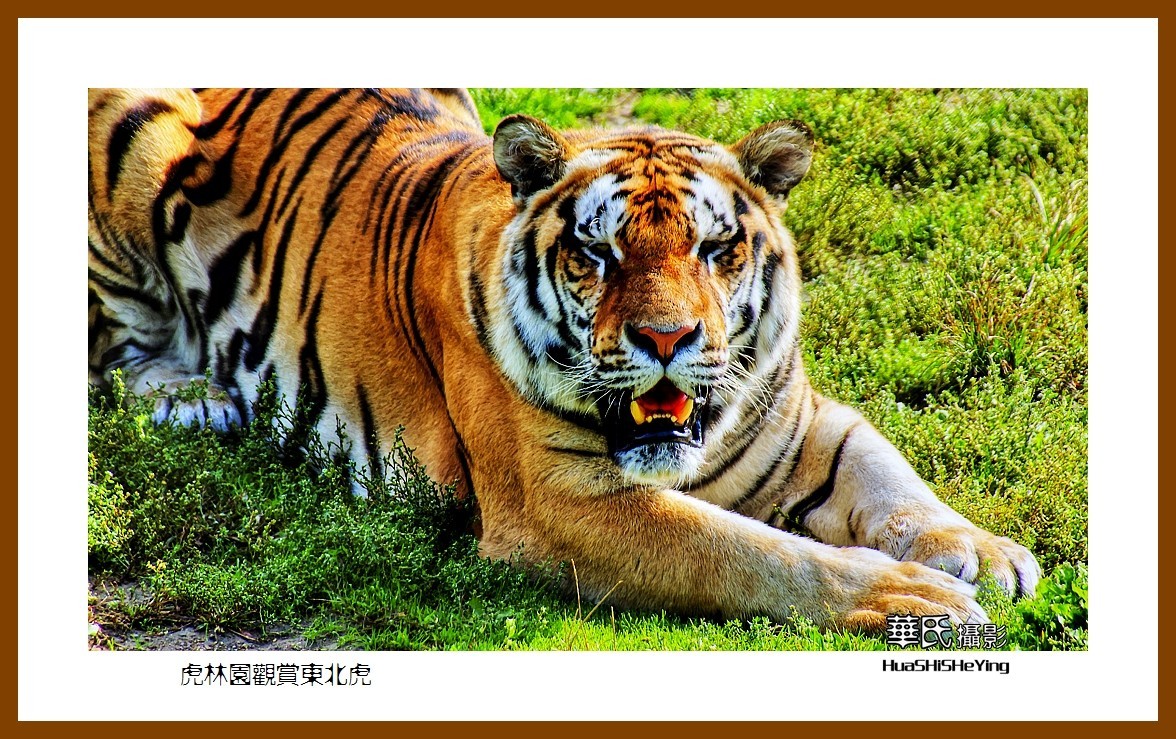 2022东部边境行068——虎林园观赏东北虎之一（黑龙江省牡丹江市海林）