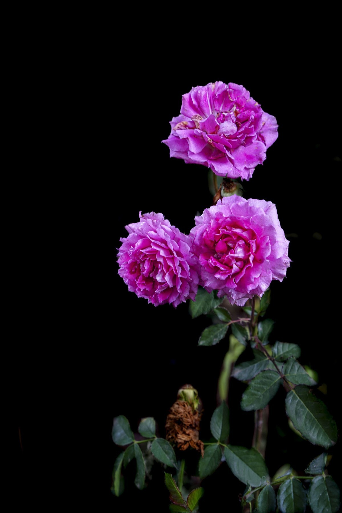 月季花（6）