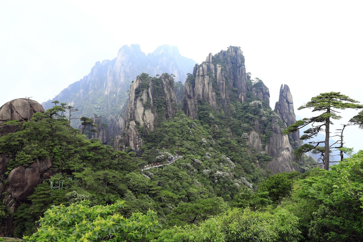 三清山猴头杜鹃盛开