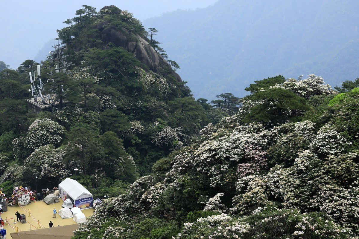 三清山猴头杜鹃盛开