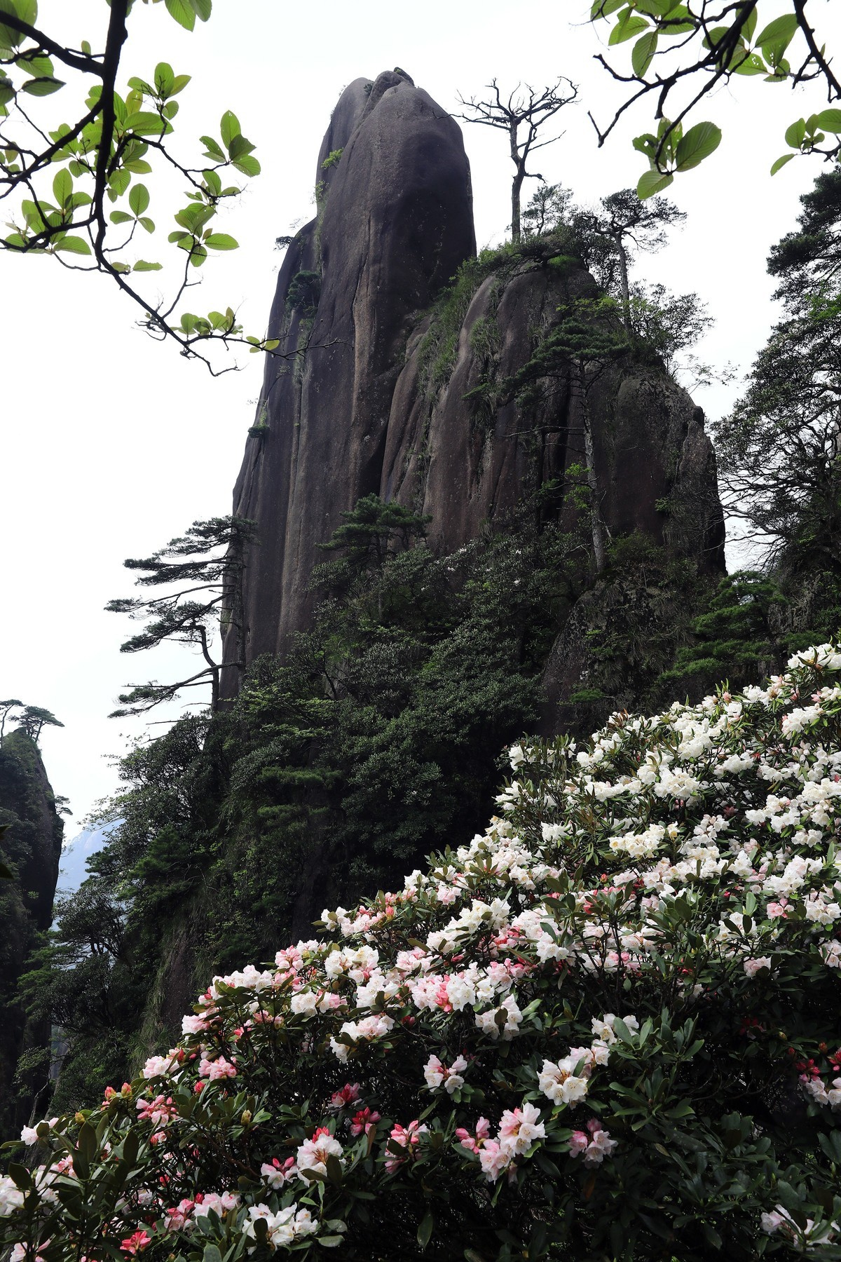三清山猴头杜鹃盛开