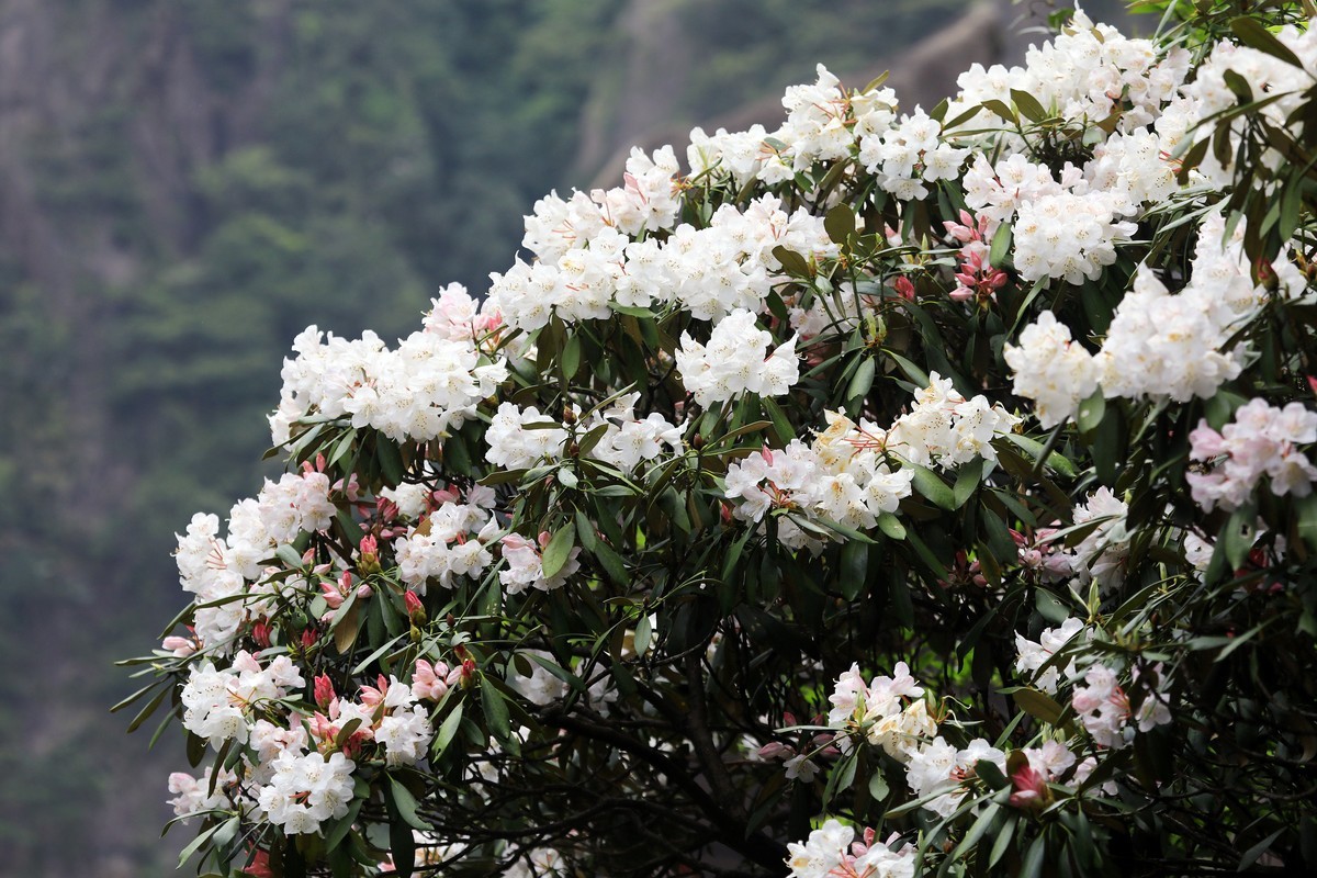 三清山猴头杜鹃盛开