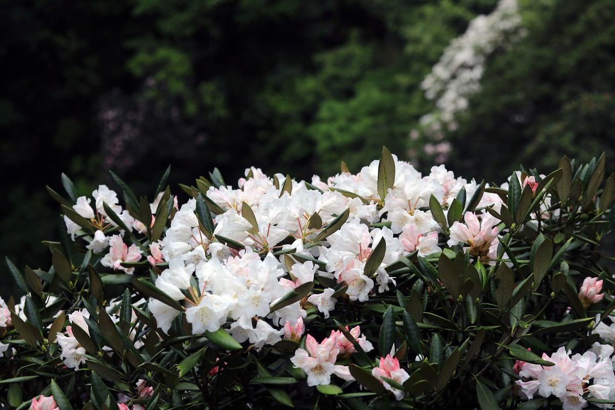 三清山猴头杜鹃盛开