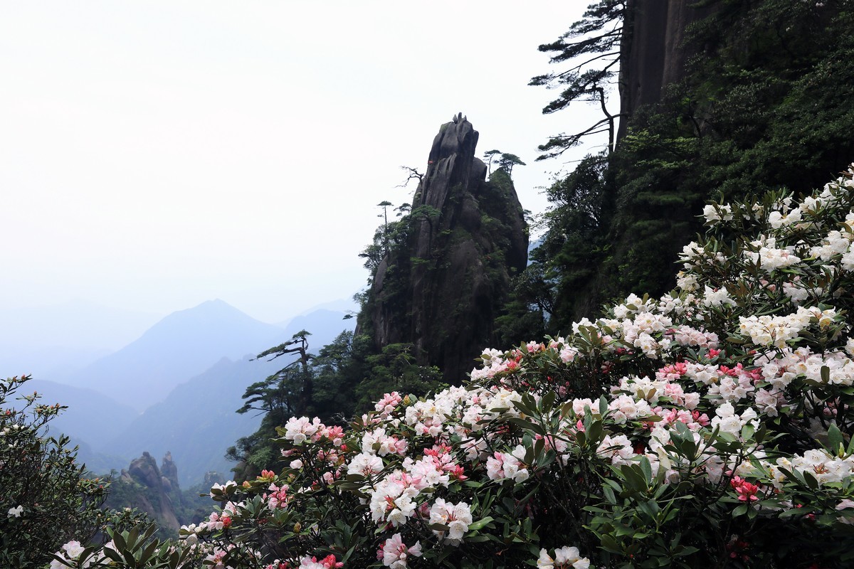 三清山猴头杜鹃盛开
