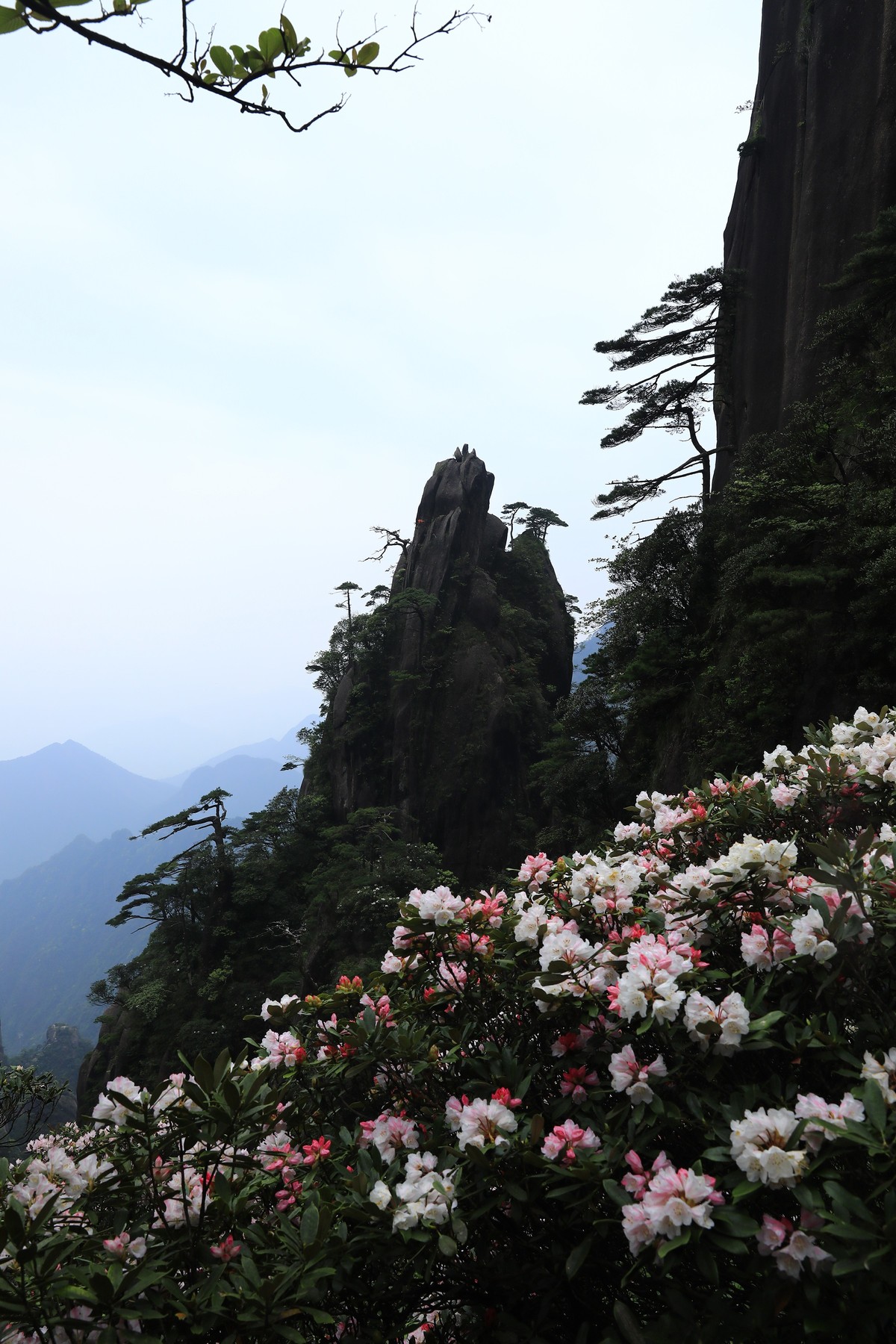 三清山猴头杜鹃盛开