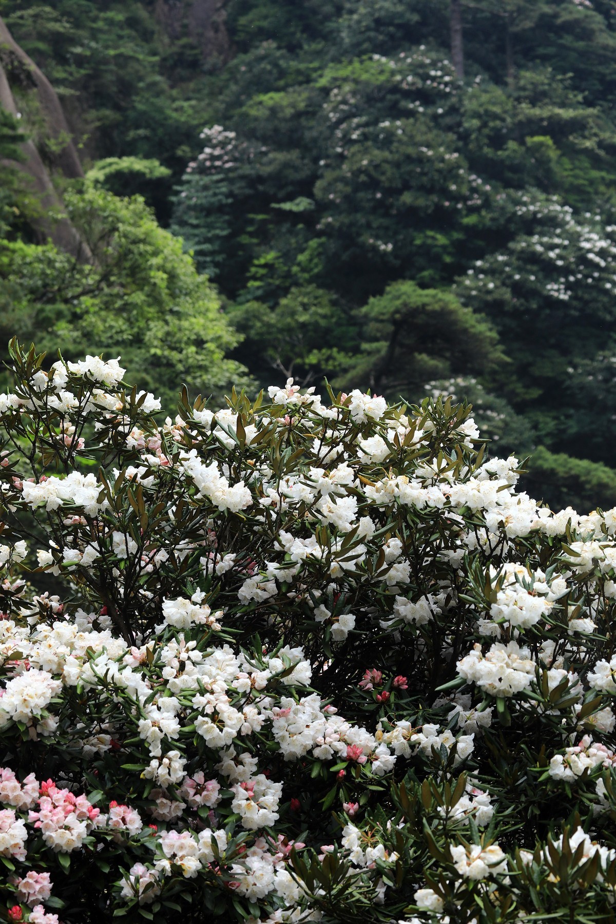 三清山猴头杜鹃盛开