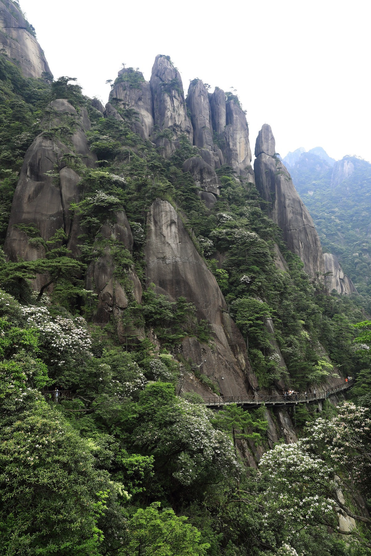 三清山猴头杜鹃盛开