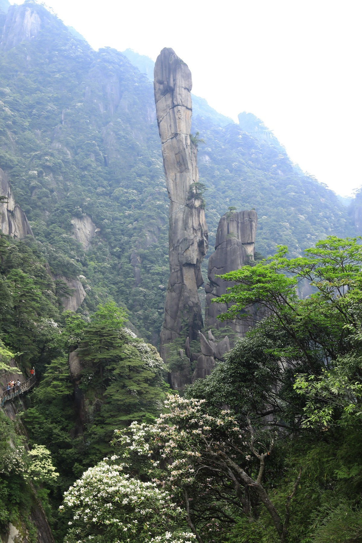 三清山猴头杜鹃盛开