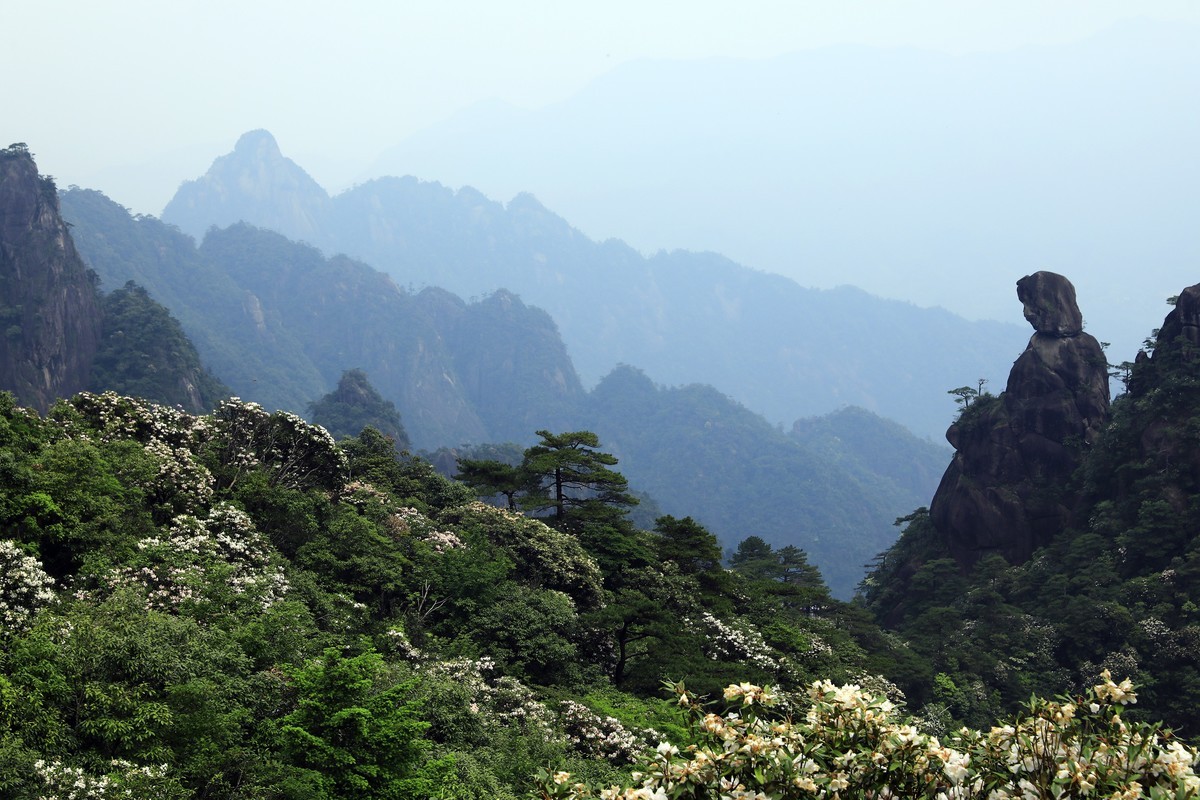 三清山猴头杜鹃盛开