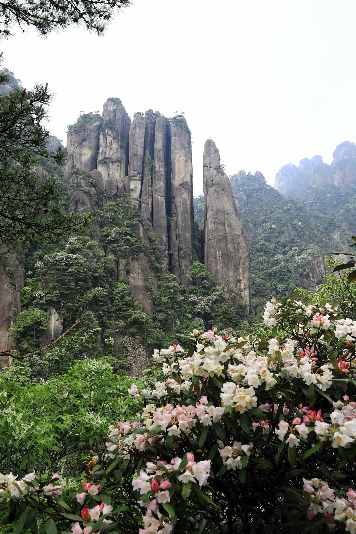 三清山猴头杜鹃盛开