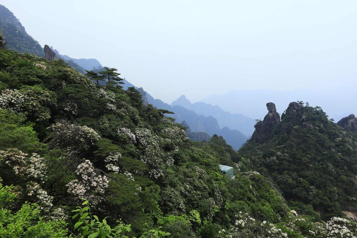 三清山猴头杜鹃盛开