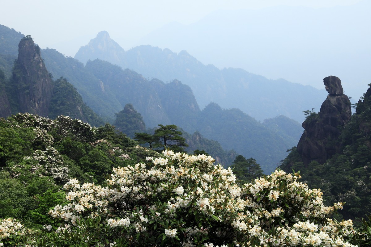 三清山猴头杜鹃盛开