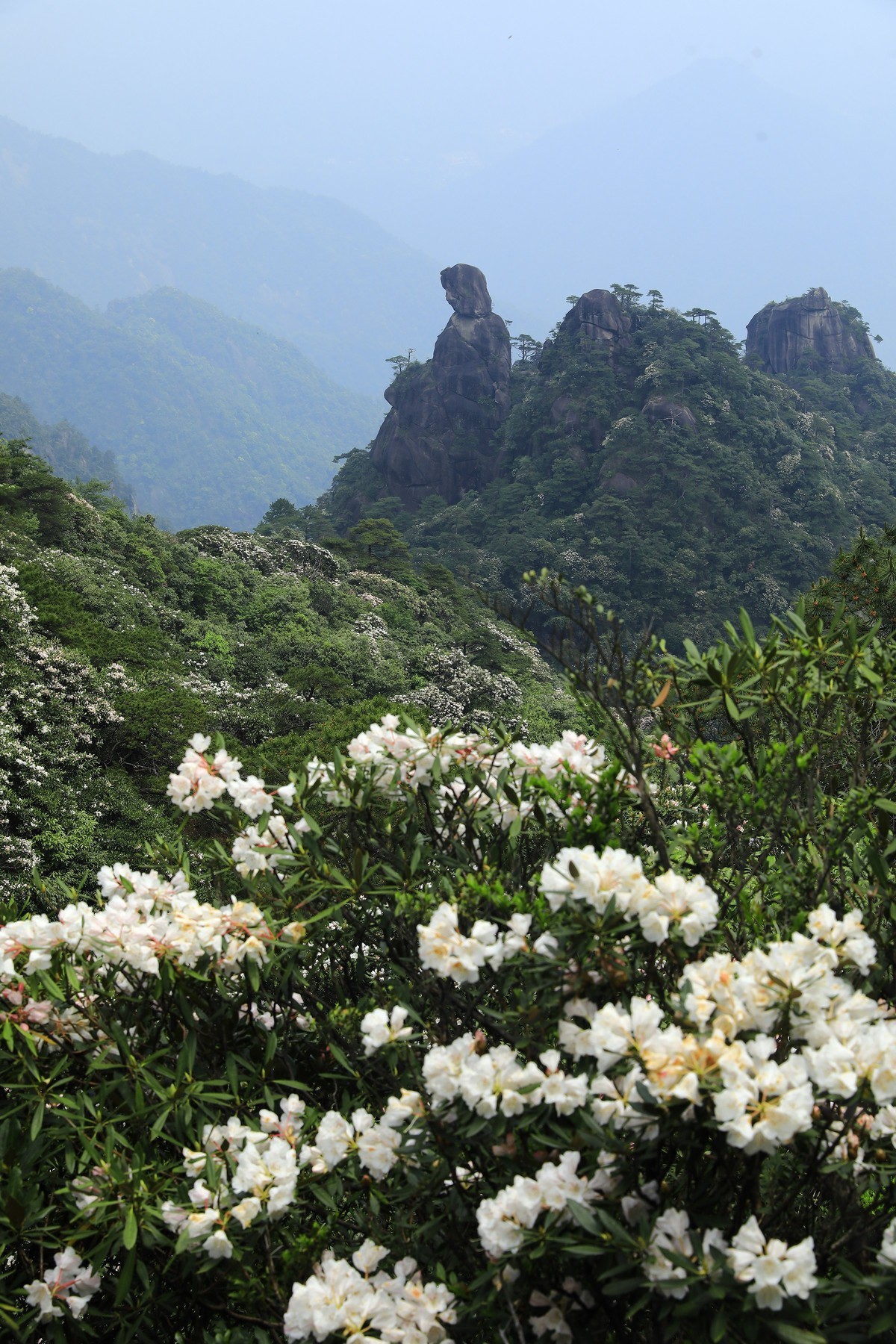 三清山猴头杜鹃盛开