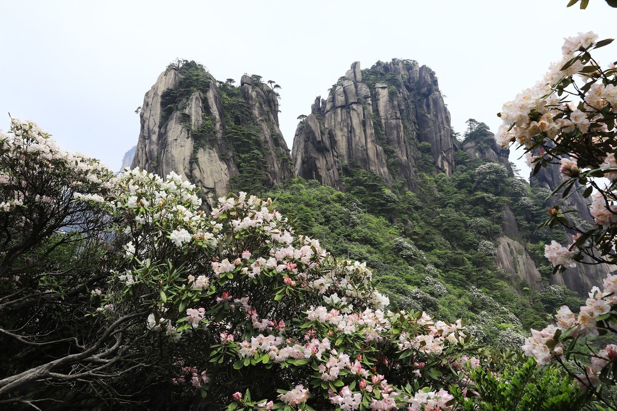 三清山猴头杜鹃盛开
