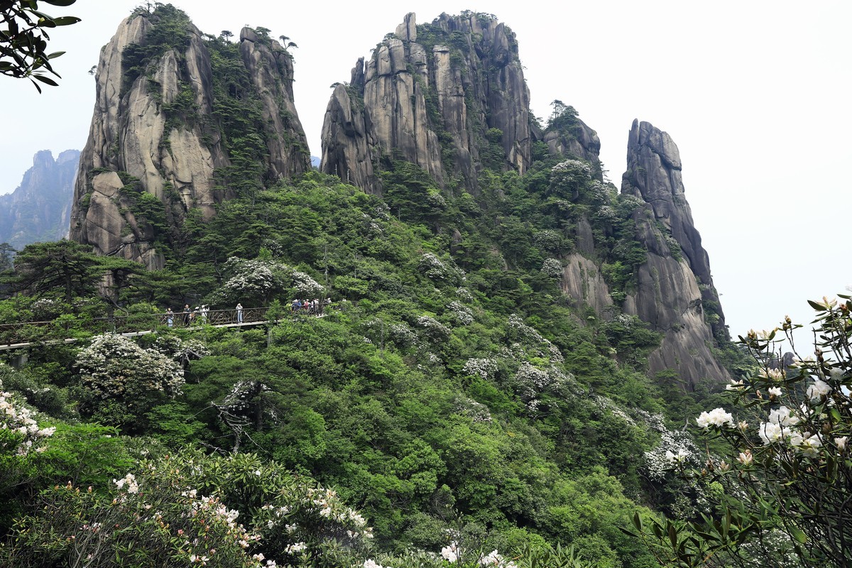 三清山猴头杜鹃盛开