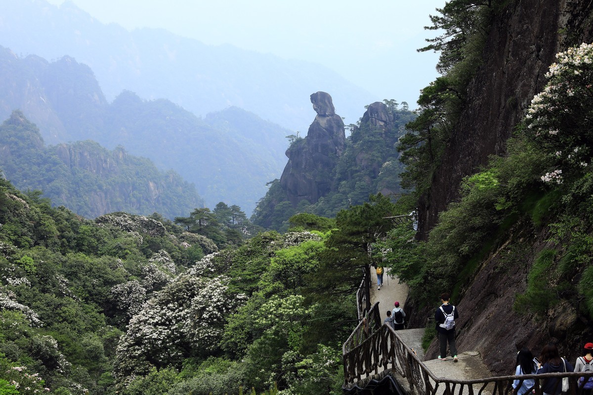 三清山猴头杜鹃盛开