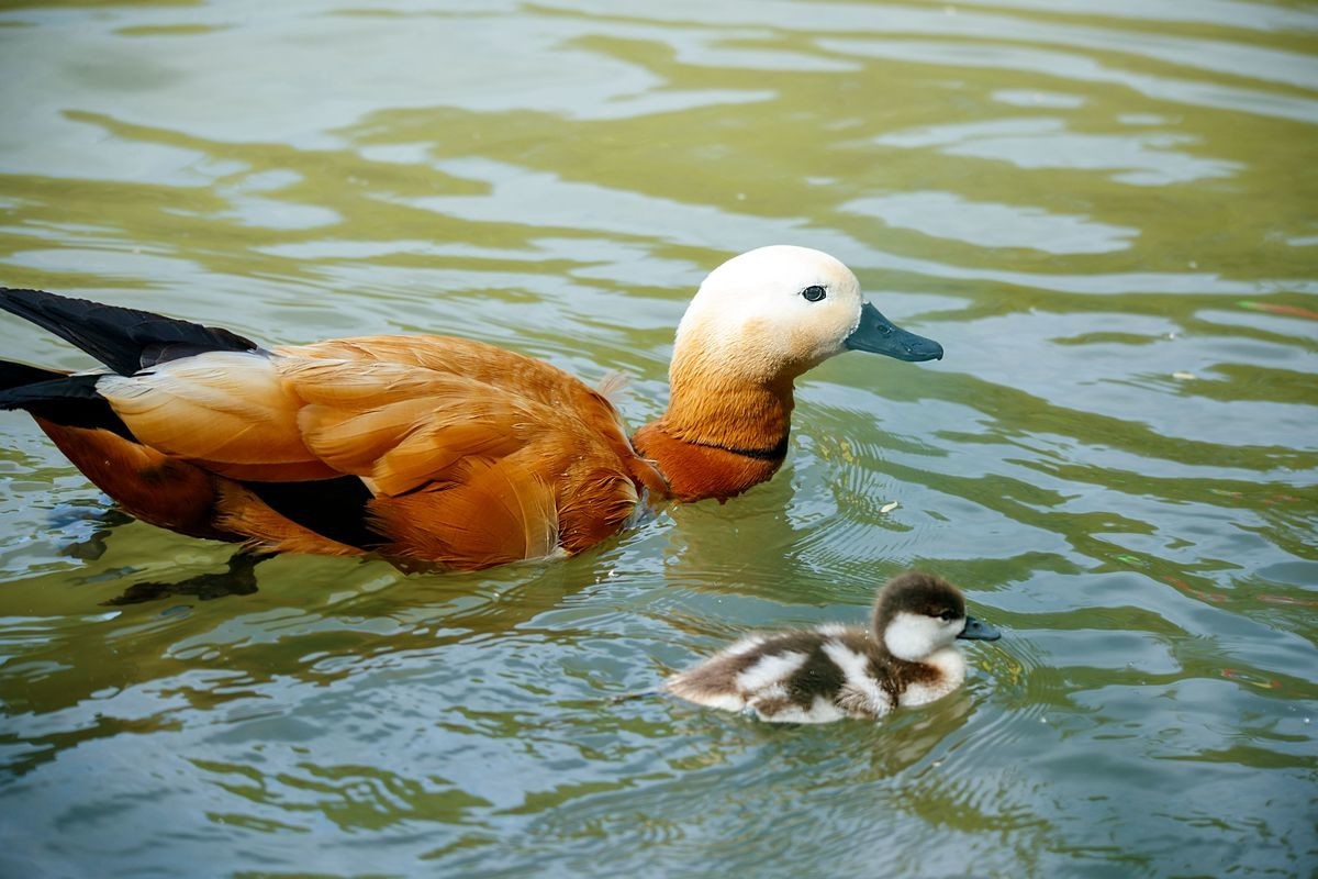 赤麻鸭育雏--摄于河北园博园