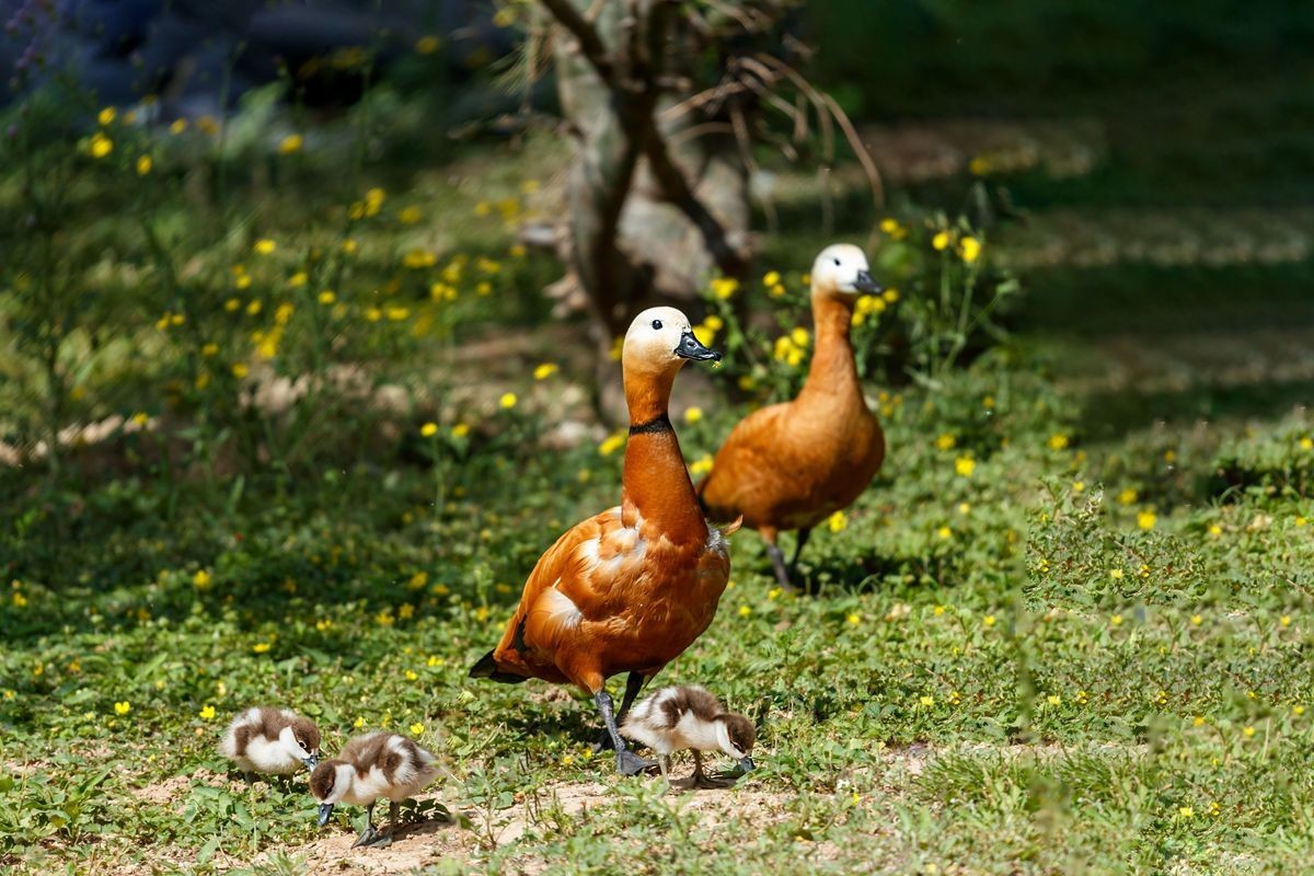 赤麻鸭育雏--摄于河北园博园