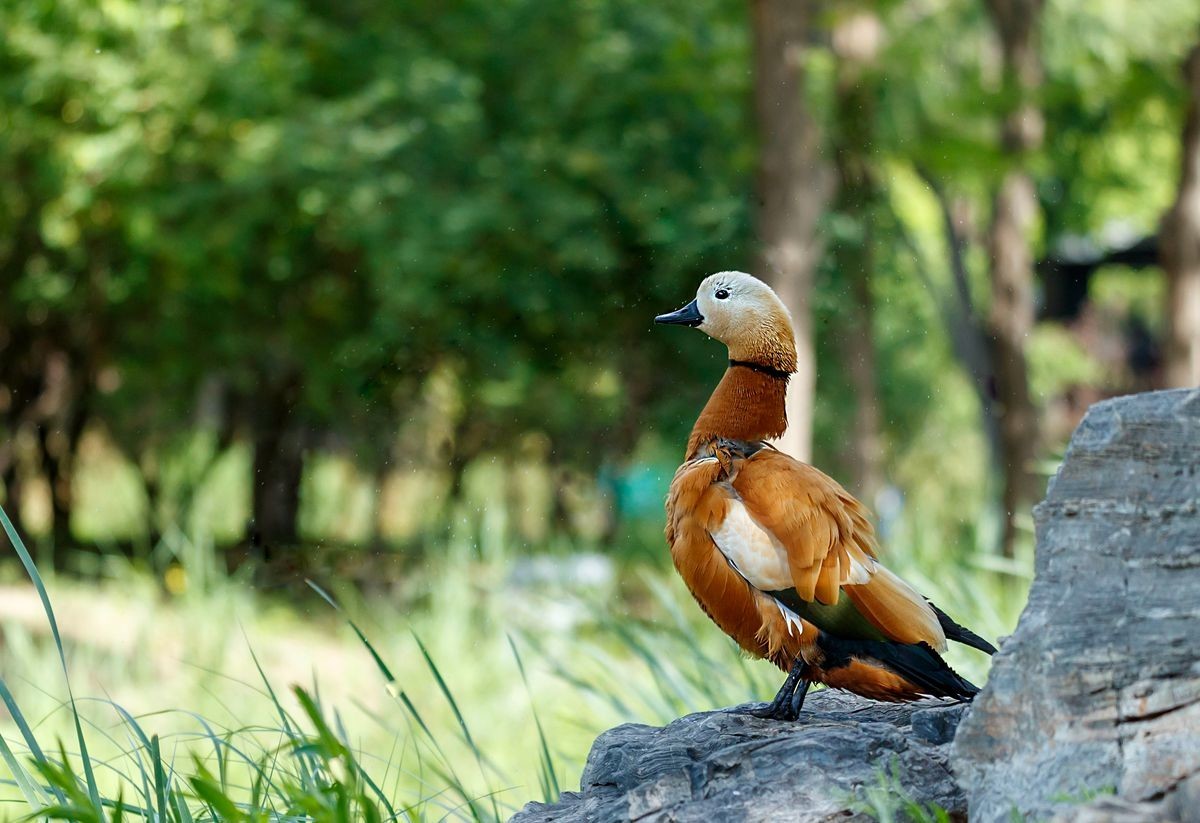 赤麻鸭育雏--摄于河北园博园
