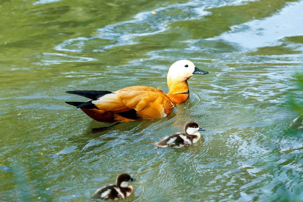 赤麻鸭育雏--摄于河北园博园