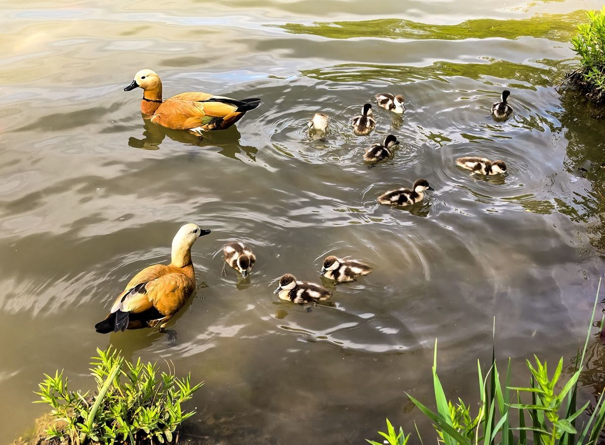 赤麻鸭育雏--摄于河北园博园