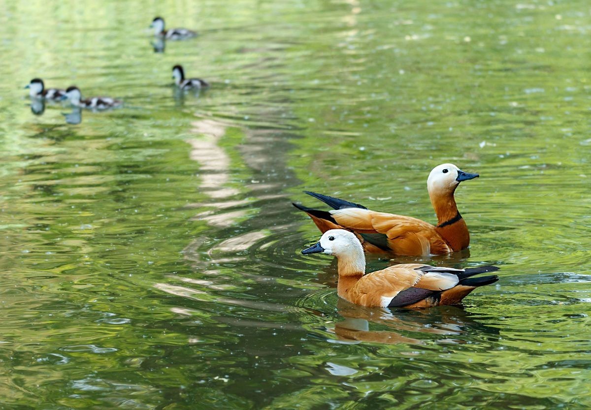 赤麻鸭育雏--摄于河北园博园