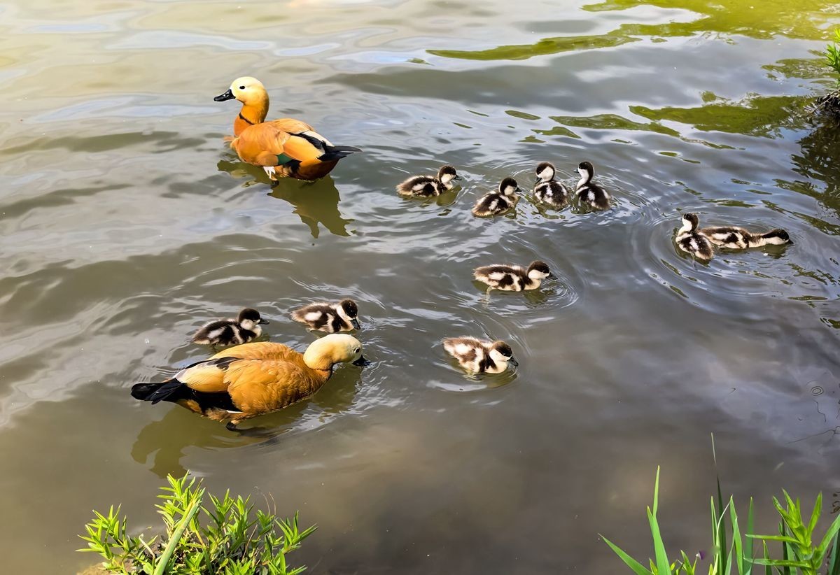 赤麻鸭育雏--摄于河北园博园
