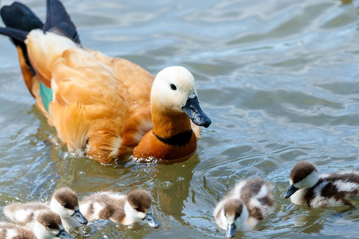 赤麻鸭育雏--摄于河北园博园