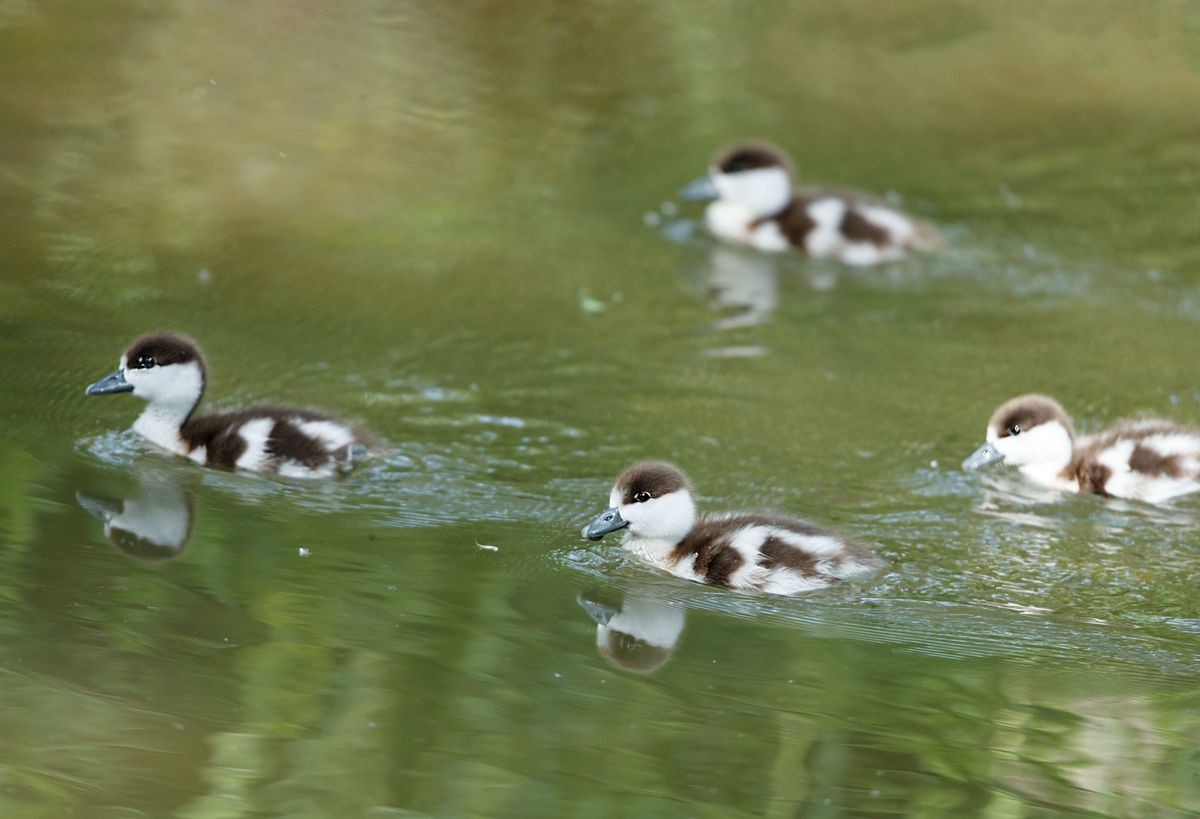 赤麻鸭育雏--摄于河北园博园