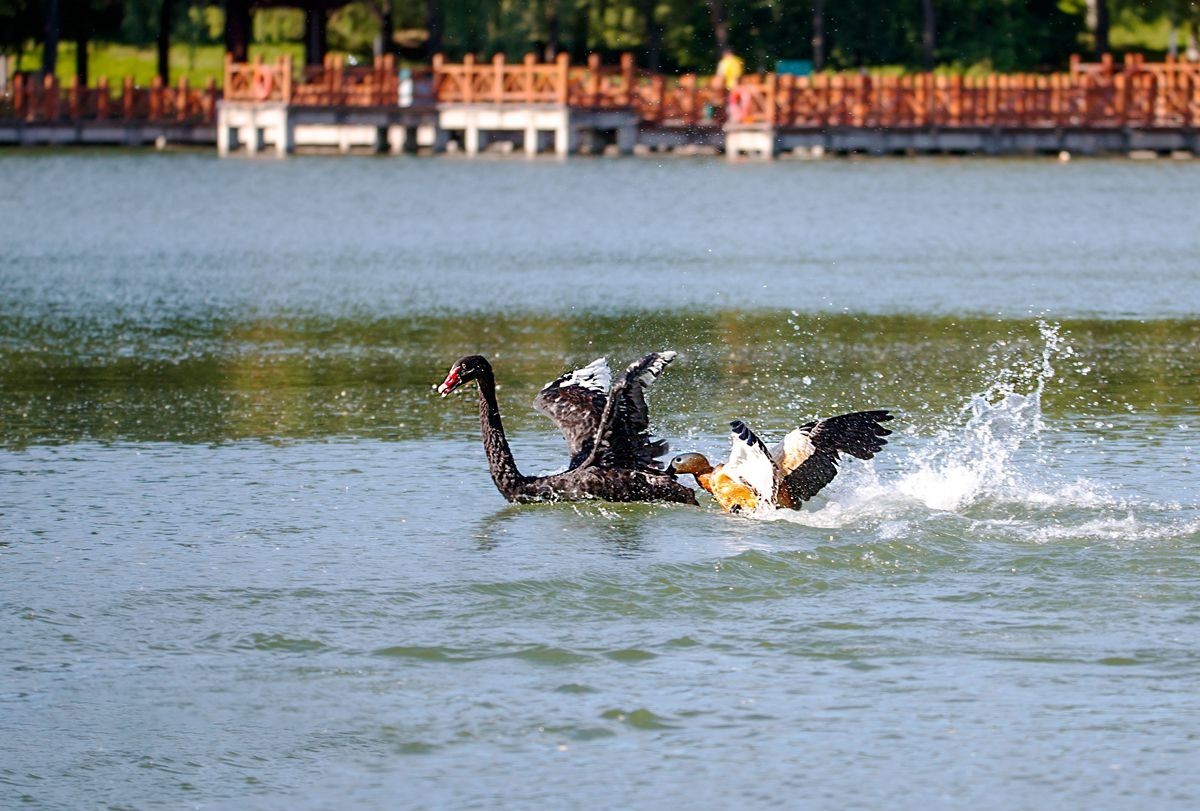 赤麻鸭育雏--摄于河北园博园