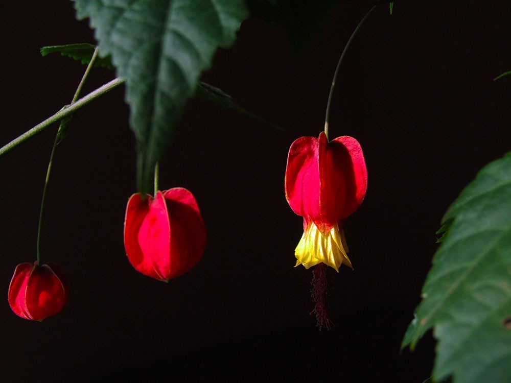 大红灯笼庆贺虎年大吉