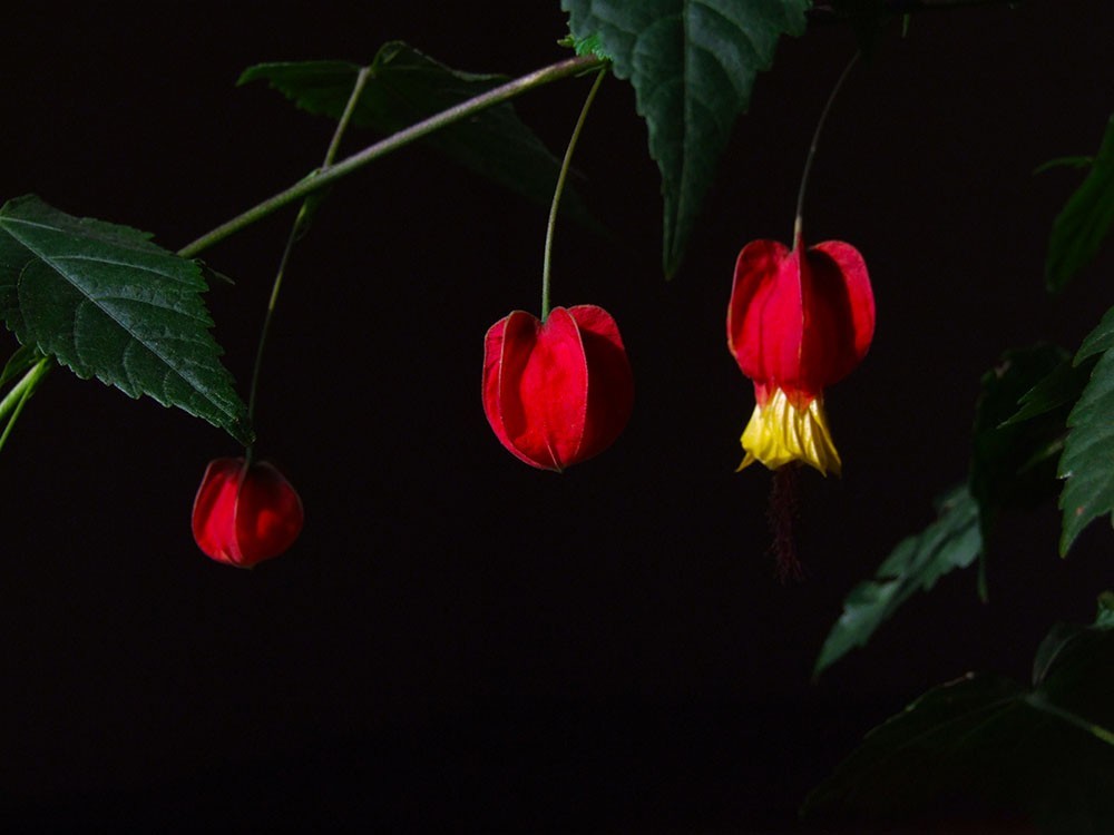 大红灯笼庆贺虎年大吉