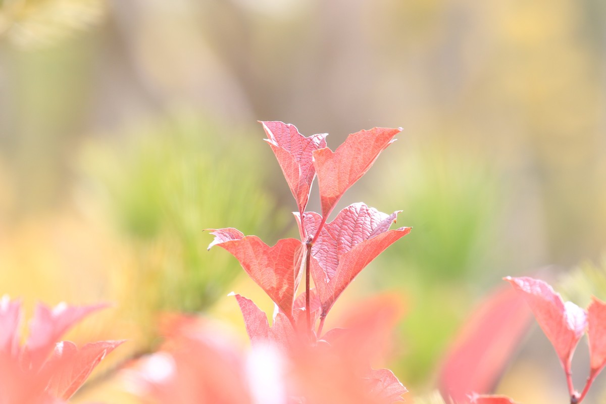 湿地公园的游客