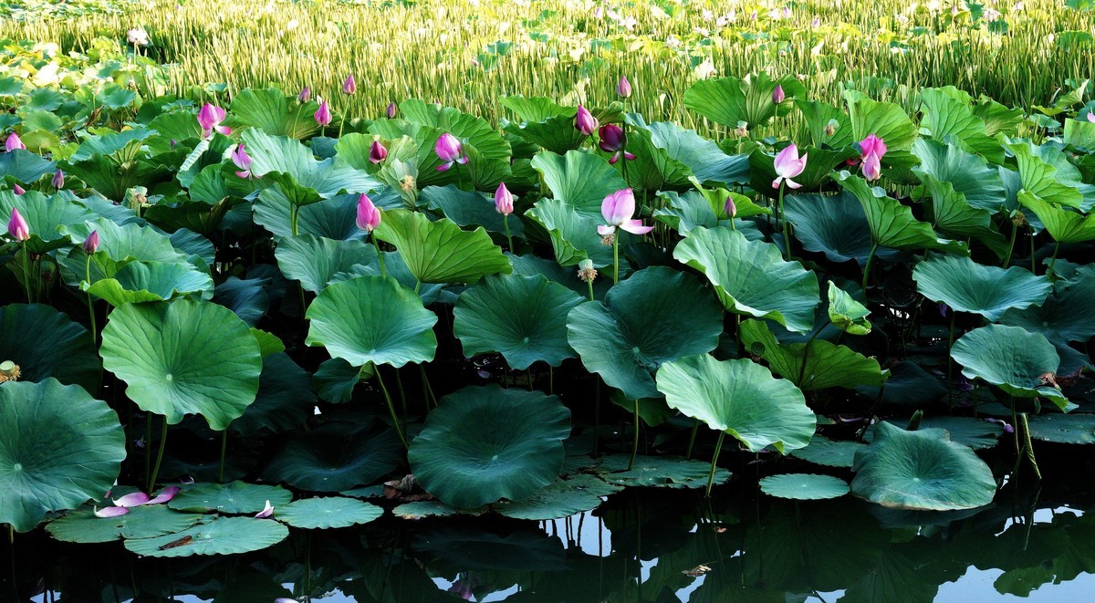 魅力中卫  塞上江南