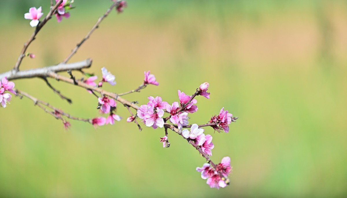 湿地公园春天之花