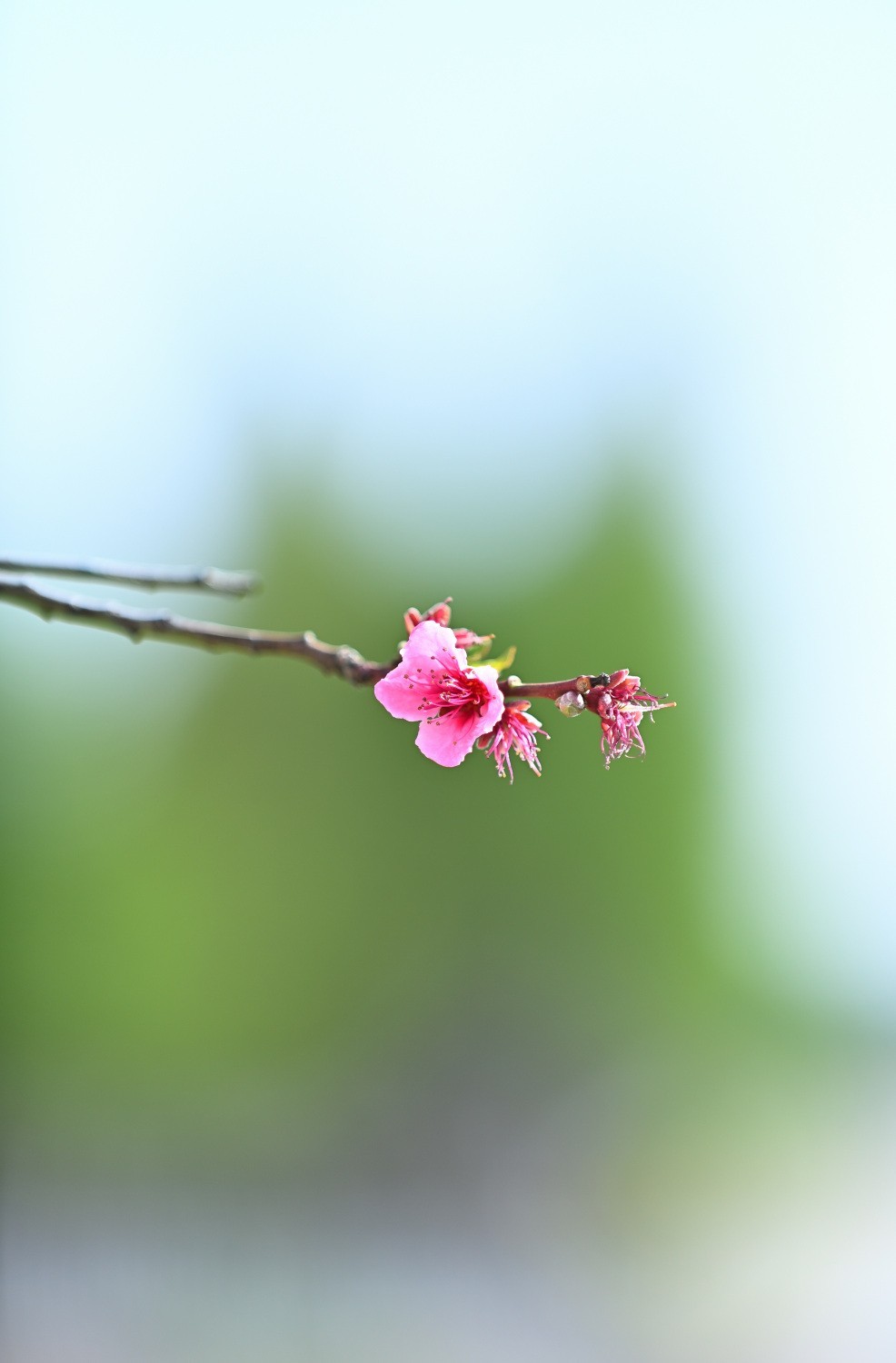湿地公园春天之花