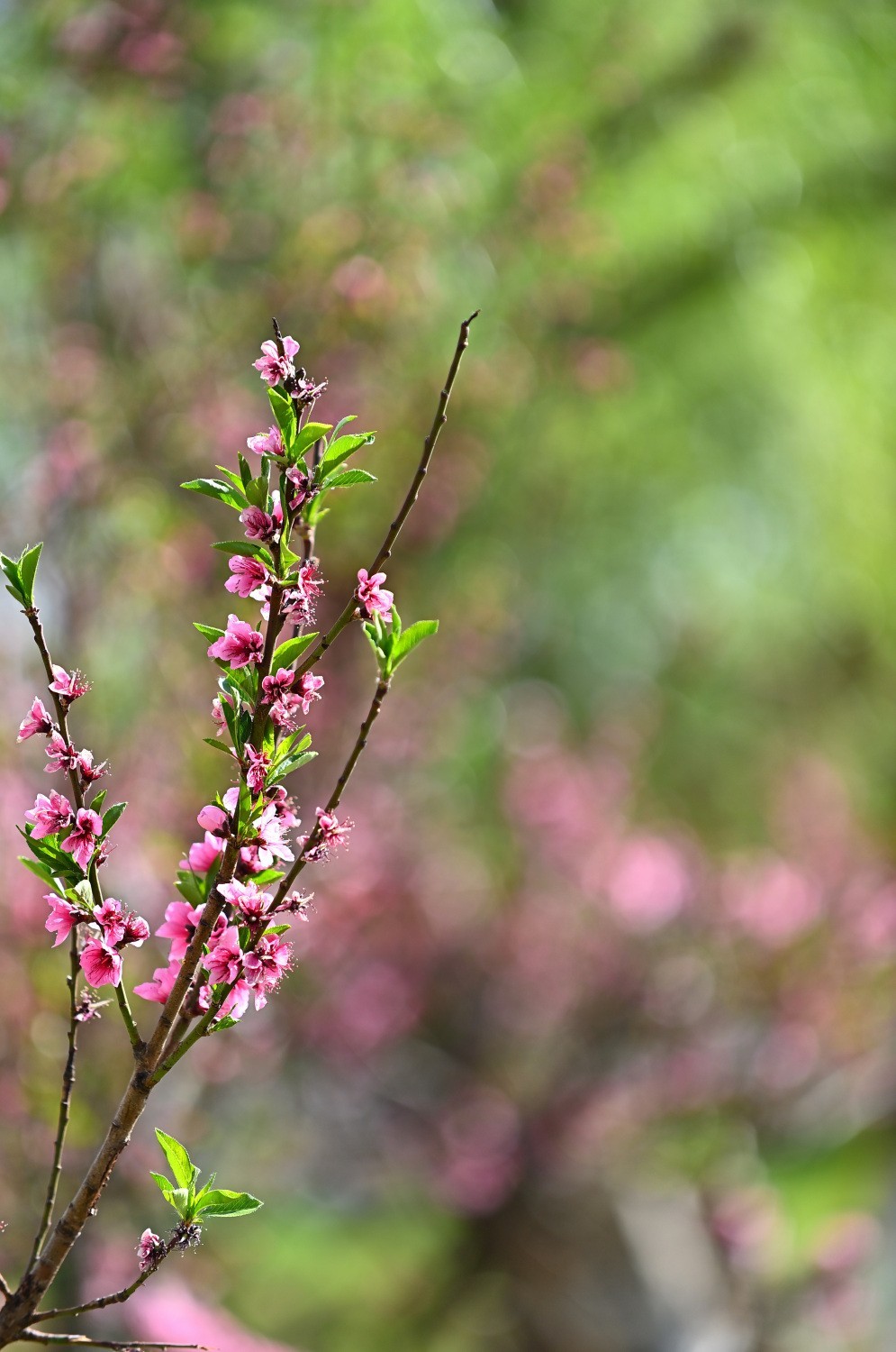 湿地公园春天之花续集