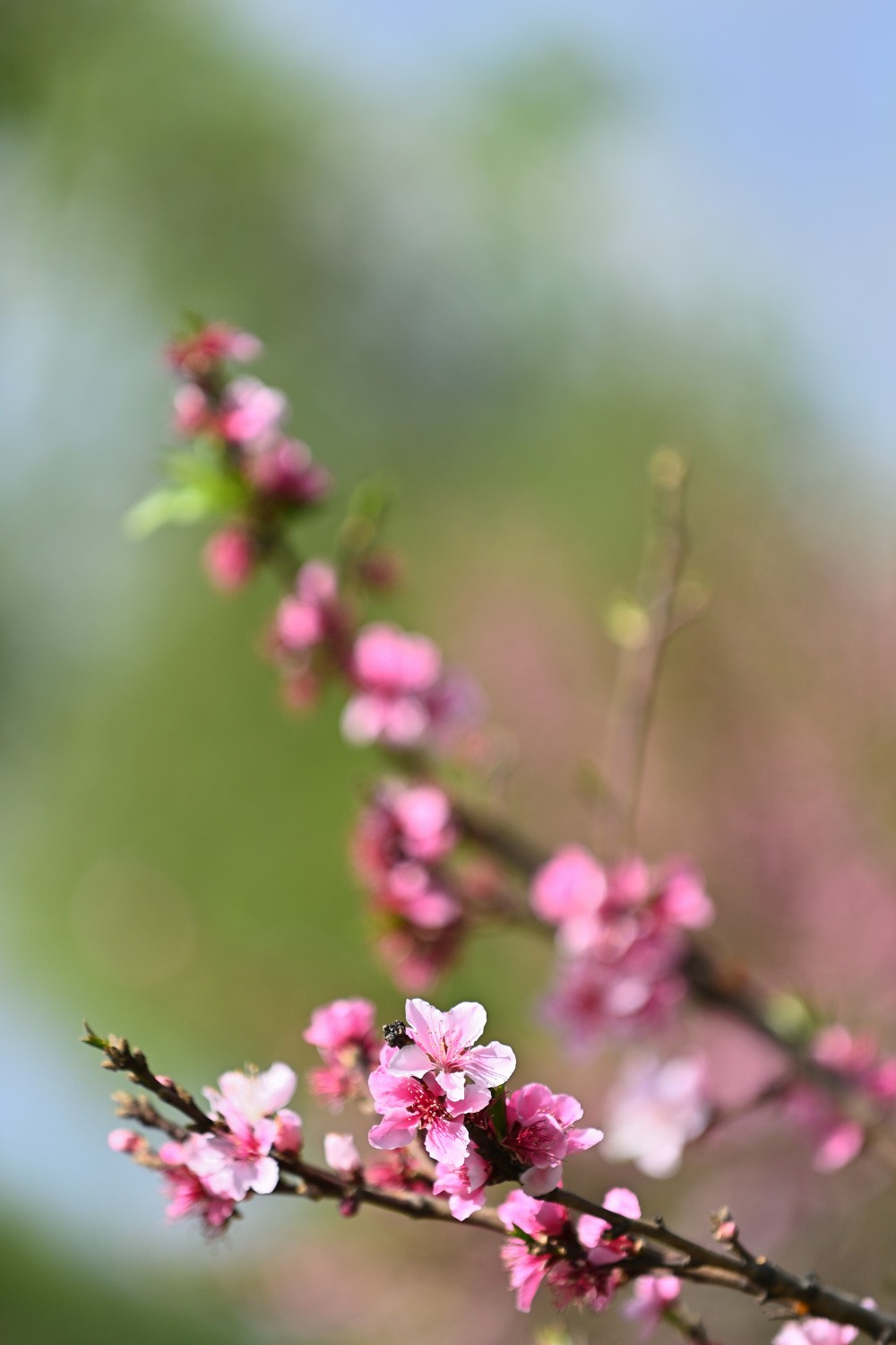 湿地公园春天之花续集