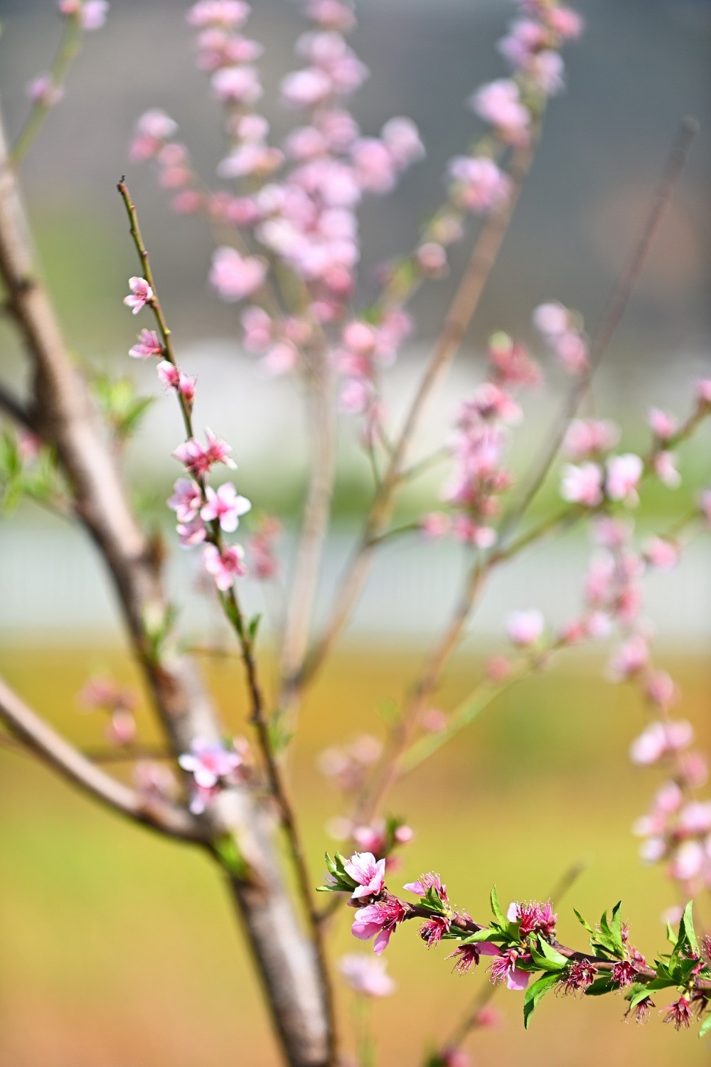 湿地公园春天之花续集