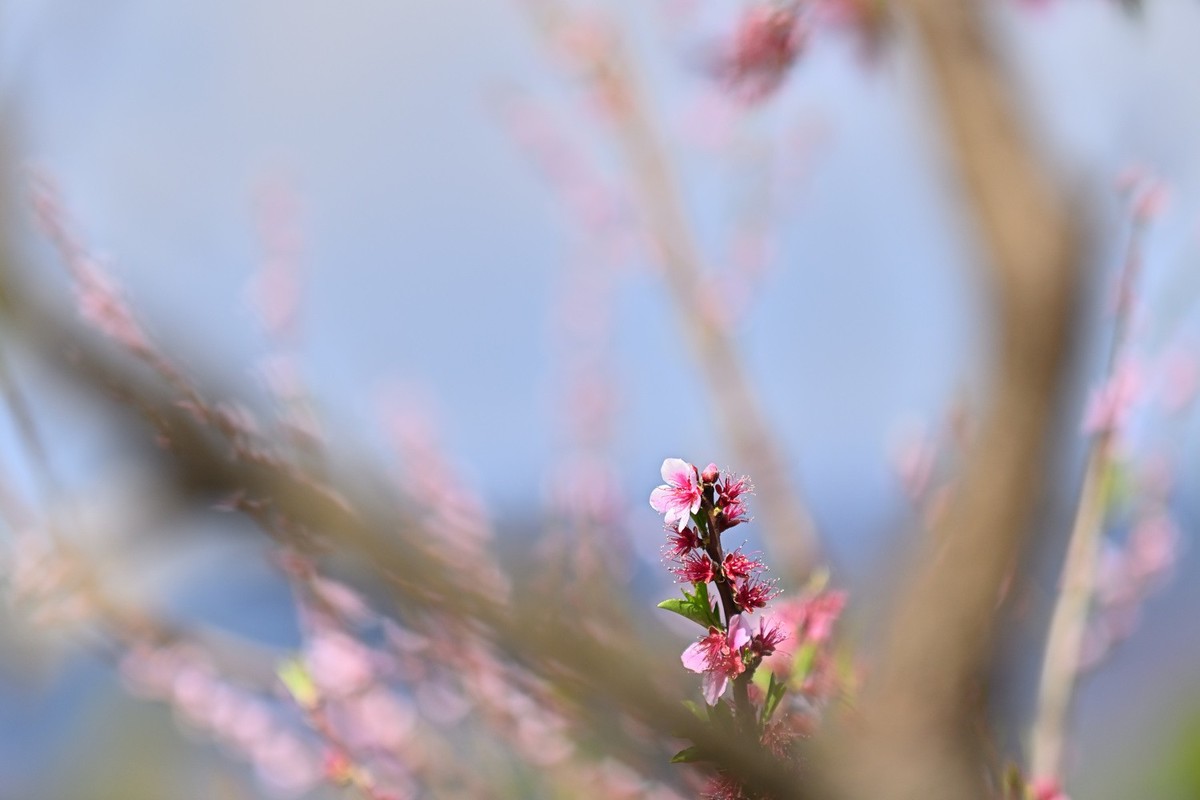 湿地公园春天之花续集