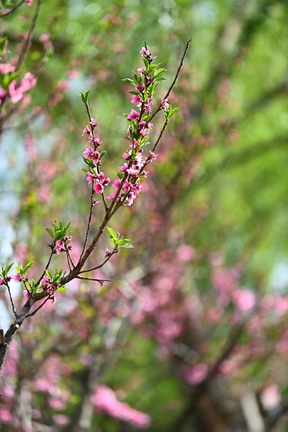 湿地公园春天之花续集