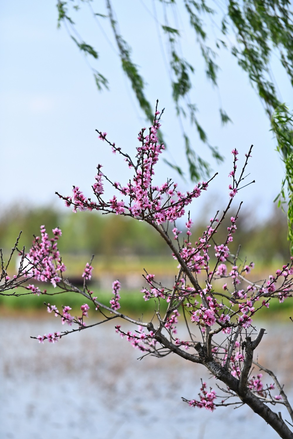 湿地公园春天之花续集