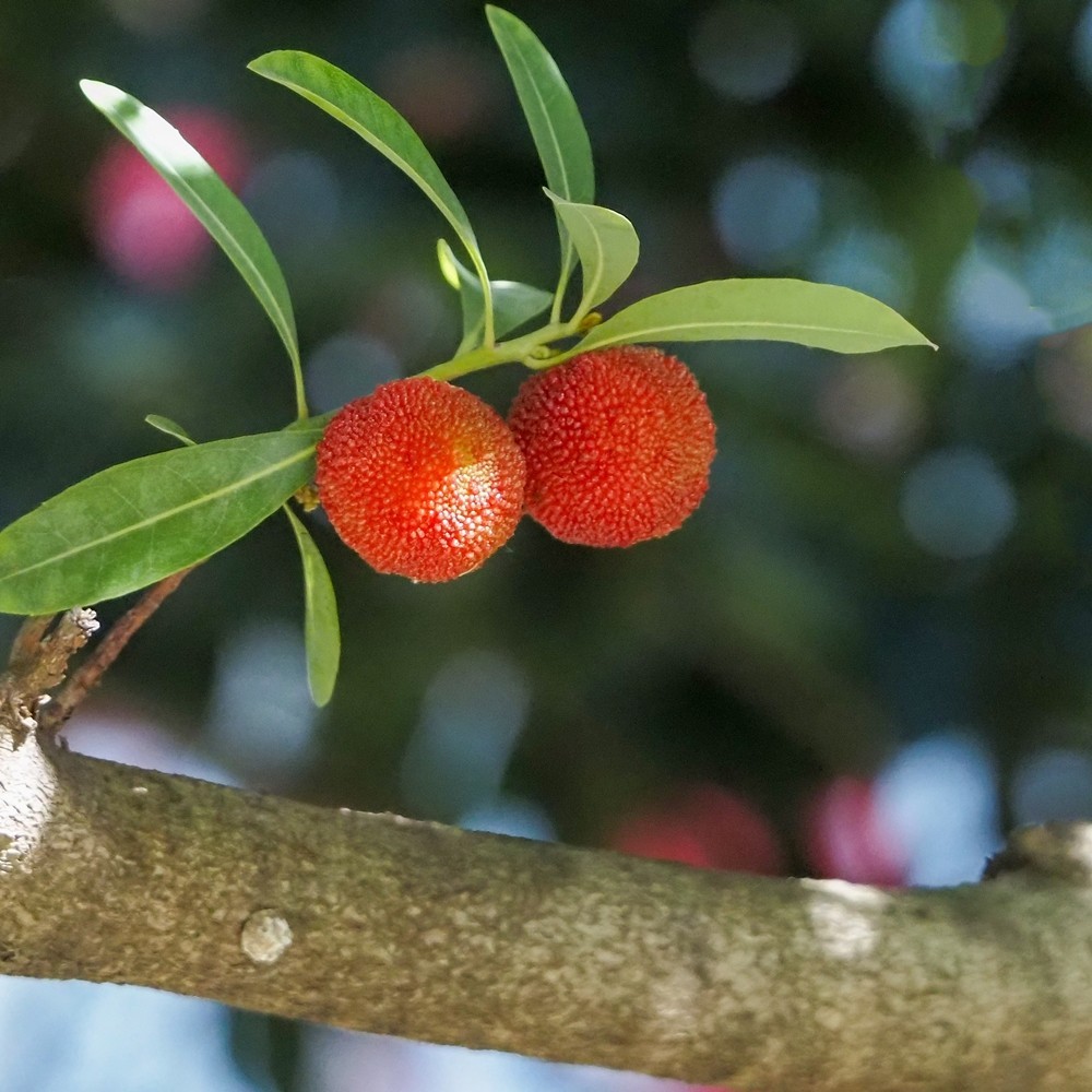 小区里杨梅红了