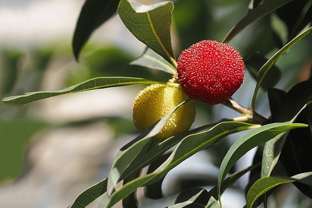 小区里杨梅红了