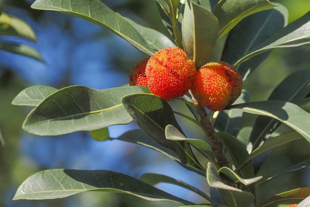 小区里杨梅红了