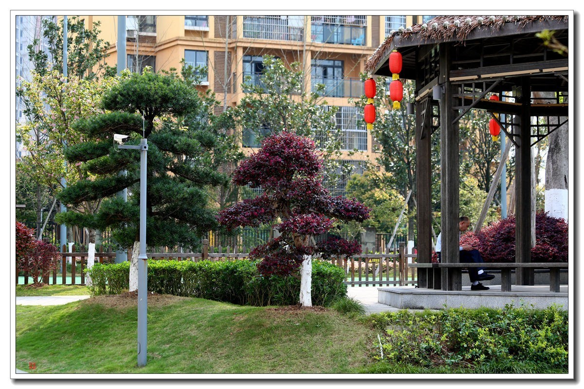 70300(小小黑)已卖纪念