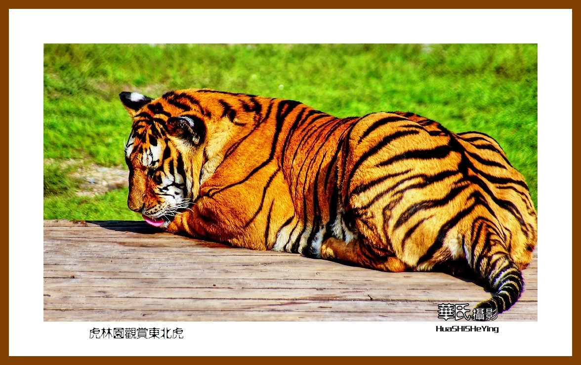 2022东部边境行068——虎林园观赏东北虎之一（黑龙江省牡丹江市海林）