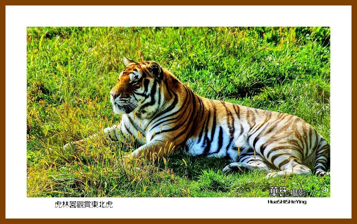 2022东部边境行068——虎林园观赏东北虎之一（黑龙江省牡丹江市海林）